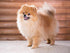 Pomeranian Puppy Diamond Painting
